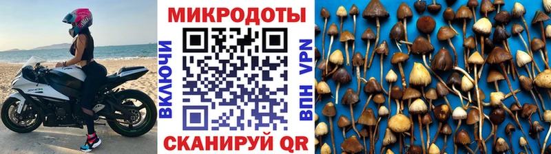 Галлюциногенные грибы Psilocybe  Заозёрск 